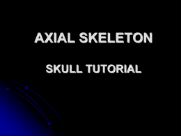 Skull Tutorial - Anatomy and Physiology Resources