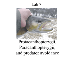 Lab 7: Protacanthopterygii, Paracanthopterygii, and