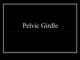 Pelvic Girdle - BEHS Science