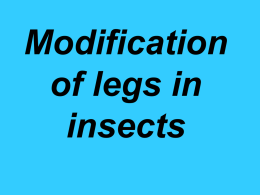 Modification of legs in insects