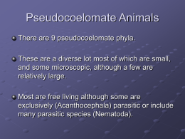 Pseudocoelomate Animals - Plattsburgh State Faculty and