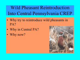 Wild Pheasant Reintroduction Into Central Pennsylvania CREP