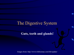 The Digestive System - Exploits Valley High | Grand Falls