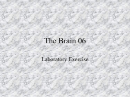 The Brain 06