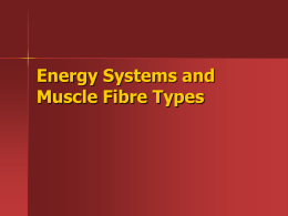 Energy Systems and Muscle Fibre Types