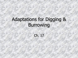 Adaptations for Digging & Burrowing
