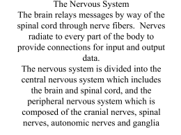 The Nervous System The brain relays messages by way of the