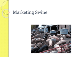 Marketing Swine