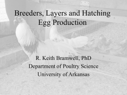 Breeding and Hatching Domestic Chickens