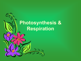 Photosynthesis & Respiration - science