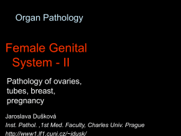 Female genital II