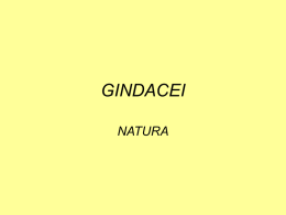 GINDACEI - power