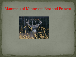 Minnesota Mammals Past to Present