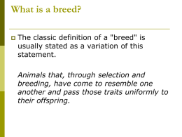 What is a breed?