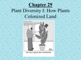 PowerPoint Presentation - Chapter 29 Plant Diversity I