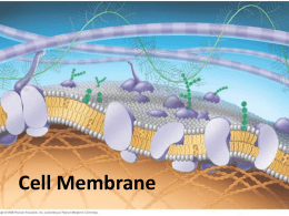 Cell Membrane - Wild about Bio
