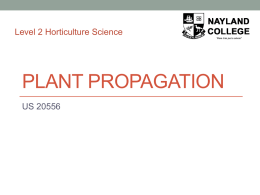 Plant Propagation
