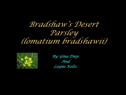 Bradshaw’s Desert Parsley (lomatium bradshawii)