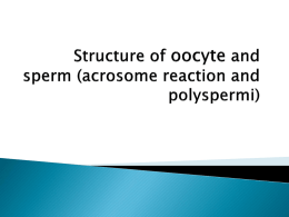 Structure of ovum, sperm (acrosome reaction and polyspermi)
