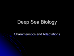 Deep Sea Biology