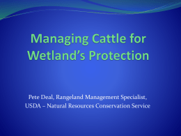 Managing Cattle for Wetland’s Protection