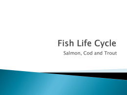 Fish Life Cycle - Exploits Valley High