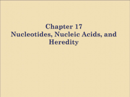 Chapter 17 Nucleotides, Nucleic Acids, and Heredity