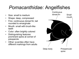 Angelfish - Great Neck School District