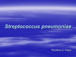 Streptococcus pneumoniae - Welcome to nky.wikidot.com