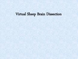 Virtual Sheep Brain Dissection - Cypress College A&P