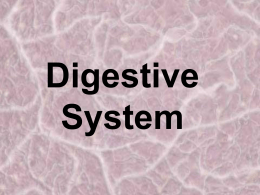 Digestive System - Education Service Center, Region 2