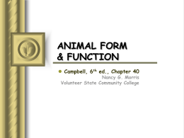 ANIMAL FORM & FUNCTION