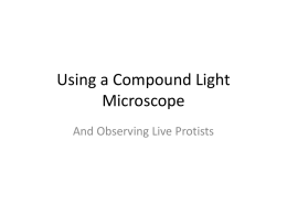 Using a Compound Light Microscope