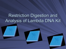 Restriction Digestion and Analysis of Lambda DNA