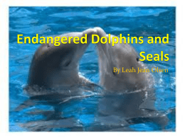 Endangered dolphins and seals