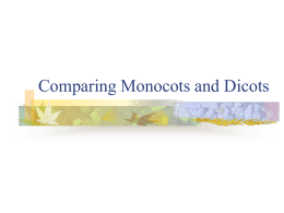 Comparing Monocots and Dicots