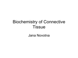Connective tissue metabolism