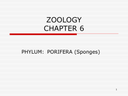 ZOOLOGY CHAPTER 6 - Roger Bacon High School