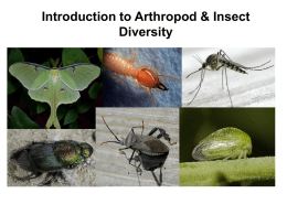 Introduction to Arthropods