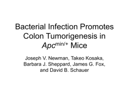 Bacterial Infection Promotes Colon Tumorigenesis in Apcmin