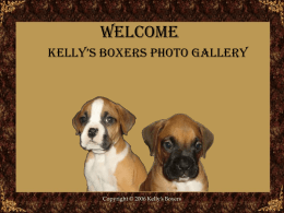 Photo Gallery - AKC Boxer Puppies For Sale, Boxer Breeder