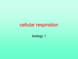 Cellular respiration - College of the Atlantic