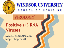 Positive (+) RNA Viruses