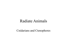 Radiate Animals - Dr. M. Belanich / FrontPage