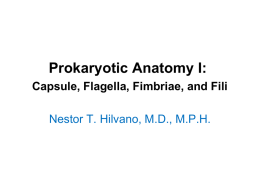 Prokaryotic Anatomy I: Capsule, Flagella, Fimbriae, and Fili