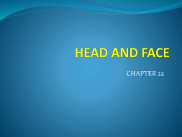 Head and Face