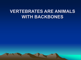 VERTEBRATES ARE ANIMALS WITH BACKBONES