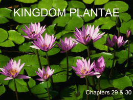 KINGDOM PLANTAE - Bio-Guru