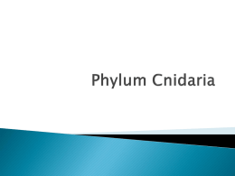 Phylum Cnidaria - Ms.Feld's Science
