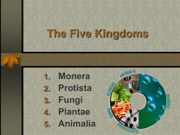 The Five Kingdoms